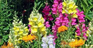 Check spelling or type a new query. Cuida De Tu Boca De Dragon Una Planta Colorida Y Resistente Snapdragon Flowers Annual Flowers Annual Plants