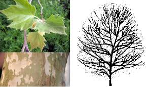 Maybe you would like to learn more about one of these? Best Trees For Denver