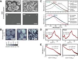 It is the portion of protoplasm that is inside the plasma membrane and outside the nucleus. Recreating The Synthesis Of Starch Granules In Yeast Elife