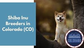 This very loving shiba inu puppy is looking for you! 6 Shiba Inu Breeders In Colorado Co Shiba Inu Puppies For Sale Animalfate