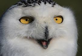No, you can't ever own an owl. U S Fish And Wildlife Service Open Spaces Blog