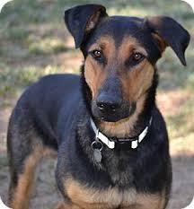 Black And Tan Coonhound German Shepherd Mix Pin By German Shepherd Webstore On Pet Party Shepherd Mix Puppies Doberman Shepherd Hybrid Dogs