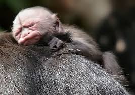 Maybe you would like to learn more about one of these? Free Download Pictures Of Monkeys Spider Monkey Baby Capuchin Monkey Squirrel 735x519 For Your Desktop Mobile Tablet Explore 49 Puppy Monkey Baby Wallpaper Puppy Monkey Baby Wallpaper Baby Monkey