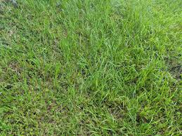 Check spelling or type a new query. Is Bahia Sod The Right Choice For My Lawn In Orlando Fl