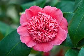 Camellia Hybrid Christmas Daffodil Glasshouse Early February By Alan Buckingham