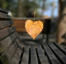 إجعلوا همومكم كــ اوراق الخريف تسقط من حياتكم دون أن تعود heart in nature autumn scenes fall is here