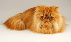 The persian longhair is a solid cat with a massive head in proportion to its body. Persian Cat Breed Information