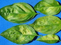 Can you give some info on your grow like soils and nutrients used. Basil Downy Mildew