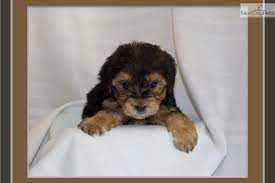 Daisy Yorkiepoo Yorkie Poo Puppy For Sale Near Little Rock Arkansas Fc27c32e 1e11 Yorkie Poo Yorkie Poo Puppies Yorkie Puppy For Sale
