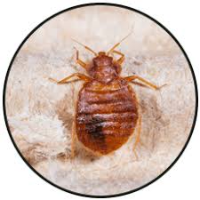 With green pest services on your side, the. Zander Pest Control Llc Exterminator Centerburg Oh
