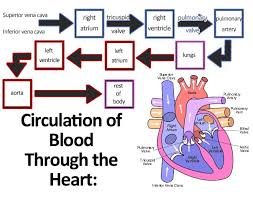 Cardiovascular System Anatomy And Physiology Anatomy