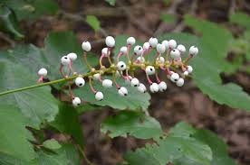 Image result for Walleria mackenziei