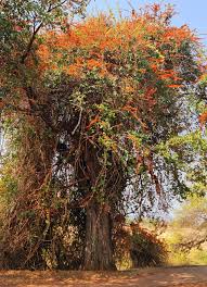 Image result for Combretum microphyllum