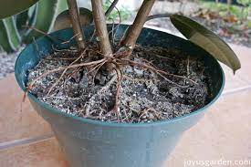 Check spelling or type a new query. Rubber Plant Growing Tips For This Easy Care Indoor Tree