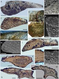 In this new effort, the researchers conducted a much more thorough. The Systematics Of The Mongolepidida Chondrichthyes And The Ordovician Origins Of The Clade Peerj