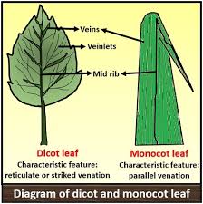 difference between dicot and monocot leaf with comparison