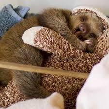 Oh My Goodness Baby Sloths Are The Best Click Here To Find Out More Http Googydog Com Yavru Tembel Hayvan Tembel Hayvan Kopek