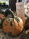 What's The Most You've Ever Paid For A Pumpkin? - One Hundred ...
