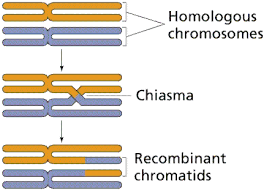 Image result for Meiosperma