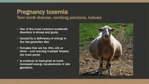 Stages Of Pregnancy In Sheep Blackmores Pregnancy