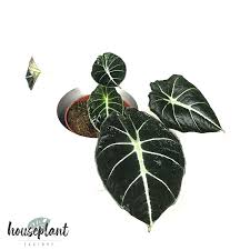 Alocasia 'black velvet' is a member of aroid family which is known for how large so of its members can get. Alocasia Black Velvet Houseplant Factory Besondere Zimmerpflanzen