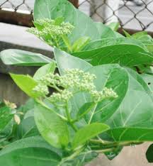 Image result for Premna mooiensis