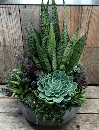 Then, hose down the area to dampen it thoroughly. Latest Free How To Start A Succulent Garden Concepts Most Succulent Varieties Need The Vast Majorit In 2021 Succulent Garden Diy Succulent Garden Design Succulents Diy