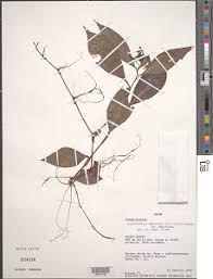 Image result for Stanfieldiella