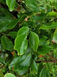 Image result for Crudia