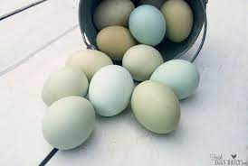 Because they aren't in a deep nest, they are slightly pointed to minimize rolling. What Makes Blue Eggs Blue Fresh Eggs Daily