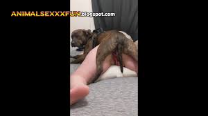 Dog knotting my wife