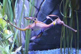 Image result for Phylohydrax