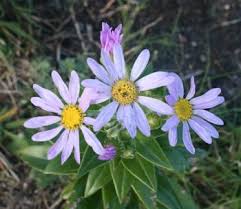 Image result for Senecio sp.no.4