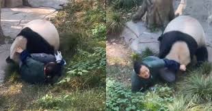 Panda in Chongqing Zoo chases and tackles zookeeper after she accidentally  closes door on its paw, China News - AsiaOne