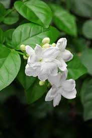 Image result for Jasminum meyeri-johannis