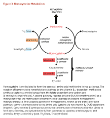 Folate Folate Methylation Folate Deficiency