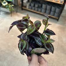 Image result for Tradescantia zebrina