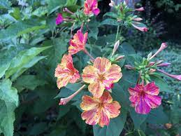 Check spelling or type a new query. Kaleidoscope Four O Clock Full Part Sun Four O Clock Seeds For Sale Dream Garden