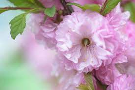 Flowering almond shrubs are fairly easy to grow in nearly any type of soil but they must be planted properly in order to thrive. Dwarf Flowering Almond Plant Care And Growing Guide