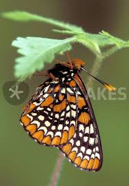 Black And Yellow Striped Caterpillar Michigan Michigan Oakland County Checkerspot Butterfly Roosting Euphydryas Phaeton Picture By Danita Delimont Buy Butterfly Wings Butterfly