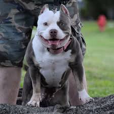 Austin, tx (aus) baton rouge (btr) beaumont / port arthur (bpt) central louisiana (aex). Best Extreme Build Pocket American Bully Breeder Texas Size Bullies Www Texassizebullies Com Dog Friends American Bully American Bully Puppies