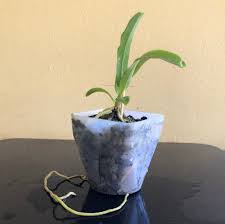 Image result for Cyrtorchis glaucifolia