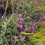 Image result for Erlangea