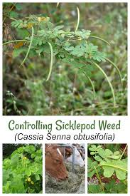 Image result for Senna obtusifolia