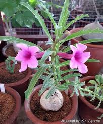 Image result for Pterodiscus elliottii