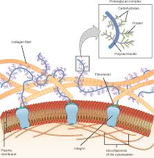 Check spelling or type a new query. Connections Between Cells And Cellular Activities Biology 2e