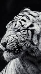Black And White Tiger Picture Black And White Tiger Android Background Black And White Tiger Android Background Black And White Tiger Android In 2020 Tiger Wallpaper White Tiger Tiger Face