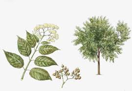 Image result for Harungana madagascariensis