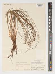 Image result for Maerua descampsii