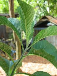 Manfaat dan khasiat tanaman sambung nyawa untuk kesehatan daun sambung nyawa untuk kanker kandungan, kanser payudara, kanser darah. Khasiat Pokok Menjual Benih Online Terbesar Di Malaysia Facebook